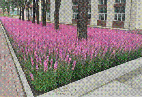 千屈菜