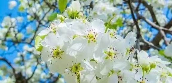 山梨
