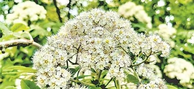 花楸